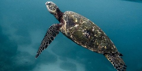 Esta tortuga marina en peligro de extinción se alimenta de desechos residuales