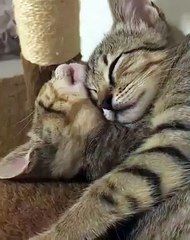 A croquer ! Couple de Chat amoureux comme jamais dort d'un sommeil profond !!!