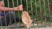 Vídeo Viral: Esta mujer salva dos veces a un ciervo atrapado en unas vallas metálicas