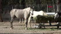 İzmir'de faytonların kaldırılmasıyla 36 at, doğal yaşam parkı'nda yaşayacak