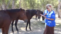 - Faytonlar kaldırılmıştı, o atlar artık İzmir Doğal Yaşam Parkında
