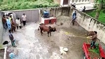 Cow Qurbani | Funny Compilation of Cow Running in Karachi Road | Eid Ul Adha 2018 & 2019