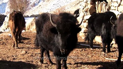 Ladakhis feed and milk Yaks in trans Himalaya