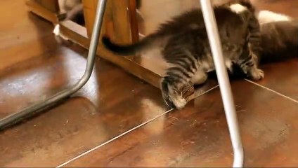 Kitties playing together a lot of fun 3