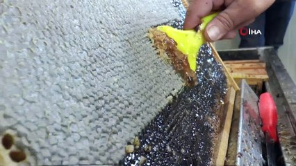 Adıyaman’a has ‘sütleğen’ balında hasat başladı