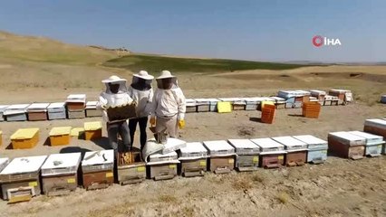 Adıyaman'a has 'sütleğen' balında hasat başladı