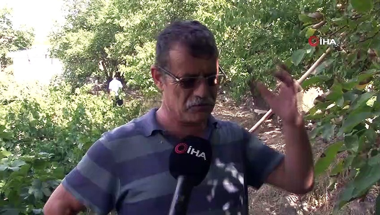 Ceviz hasadının başlamasıyla birlikte ağaçtan düşme vakaları arttı