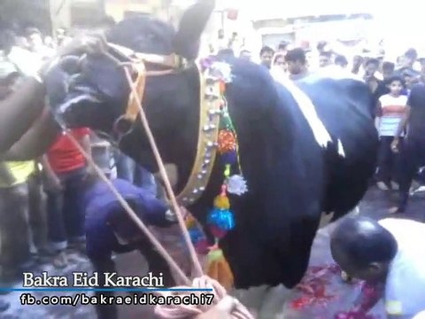 Cow Qurbani | Funny Compilation of Cow Running in Karachi Road | Eid Ul Adha 2018 & 2019