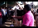 Cow Qurbani | Funny Compilation of Cow Running in Karachi Road | Eid Ul Adha 2018 & 2019