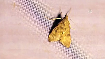 'Türkiye'nin Çatısı'ndaki gece kelebekleri kayıt altına alınıyor - IĞDIR