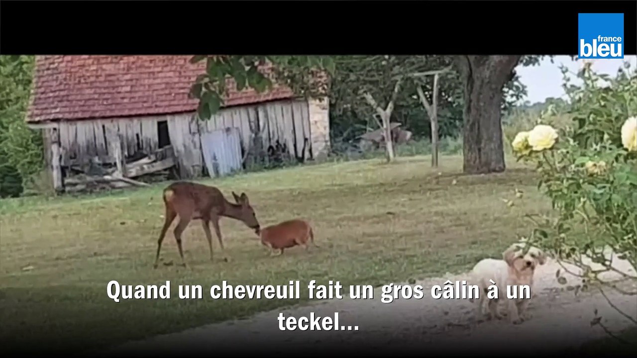 Quand_un_chevreuil_se_lie_d'amitié avec un teckel