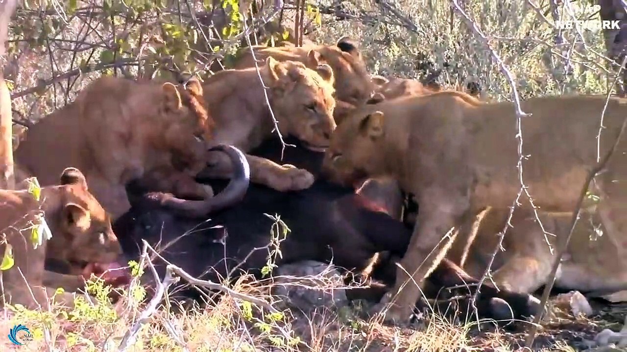 Lion real fight Hyena,Lion want destroy Hyena to win prey - The short life of Hyena