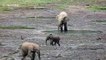 Determined baby elephant learns to charge by chasing after several birds in Central African Republic