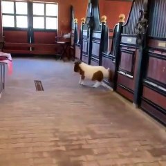 Vous allez tomber totalement sur le charme de ce petit poney... Sa course sautillante dénote de la pure gaieté
