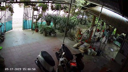 Une femme découvre un serpent devant chez elle au Vietnam