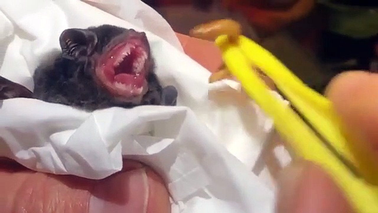 Un Bebe Chauve Souris Mange Des Asticots Video Dailymotion
