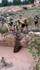 Des cyclistes sauvent un cerf coincé dans un trou (Espagne)
