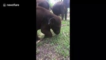 Adorable baby elephant plays with stick at Thai zoo