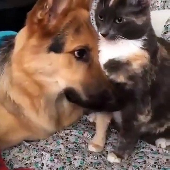 Cette émouvante relation entre ce chien et ce chat va remplir votre journée de joie 
