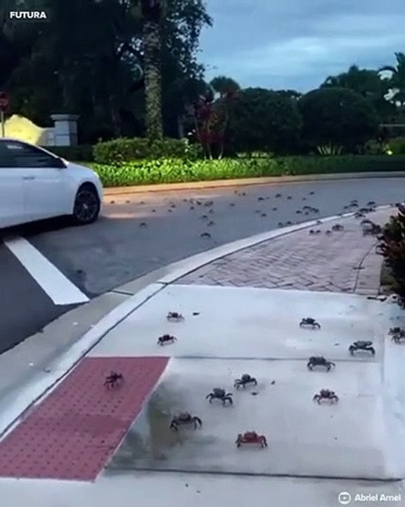 Impressionnant ! La fantastique invasion de crabes à Stuart en Floride, un phénomène particulier qui attise bien des curiosités 