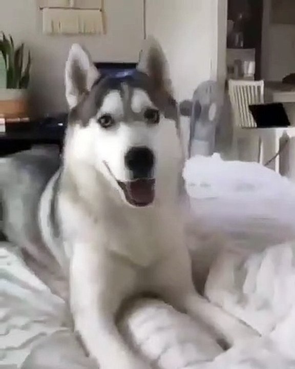 Contrairement à la plupart des chiens qui aiment l’alcool, ce chien éprouve une grave répulsion pour la bière. Sa réaction vous fera rire aux éclats.  