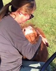 Une vidéo plus joyeuse ! cette vache se laisse caresser avec un plaisir évident, semblant presque sourire