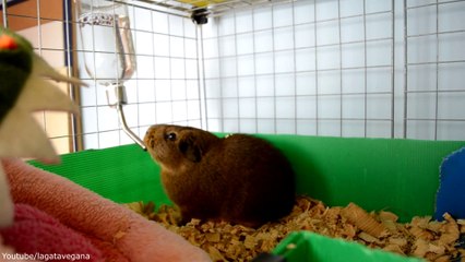 ROOM TOUR JAULA COBAYAS CYC 3 PISOS ABRIL 2019 | GUINEA PIGS C&C CAGE TOUR| LA GATA VEGANA