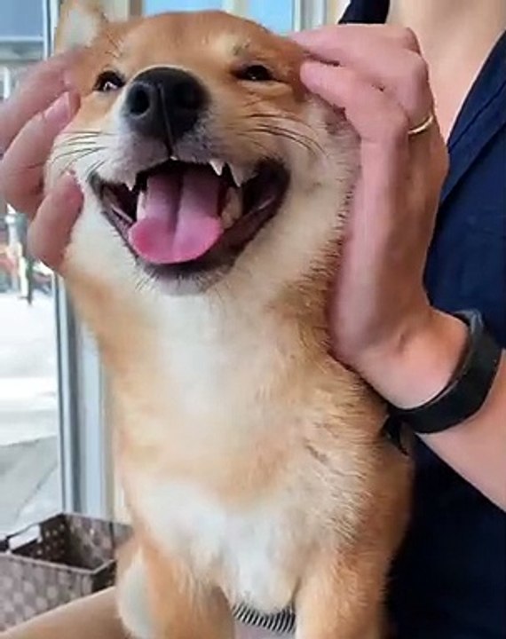 Quoi de plus relaxant qu'un massage ? Ce chien est un vrai pacha. Il adore se faire masser par son maître