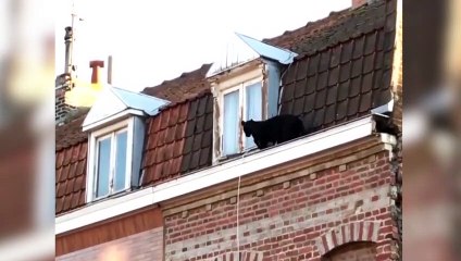 Video herunterladen: Cuando una pantera pasa por delante de tu ventana