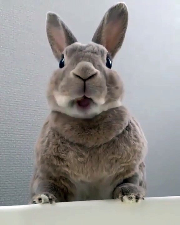 MIAM MIAM... Ce Lapin est trop Drôle & Gourmand... Regardez !!!