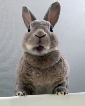 MIAM MIAM... Ce Lapin est trop Drôle & Gourmand... Regardez !!!