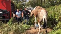 Bomberos rescatan un caballo que cayó a una acequia en Mejorada del Campo