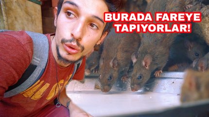 Hindistan'da KUTSAL FARELER Tapınağına gittim..(Fareye inanmak)