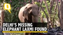 Delhi’s Missing Elephant Lakshmi Found After 2 Months, Mahout Held