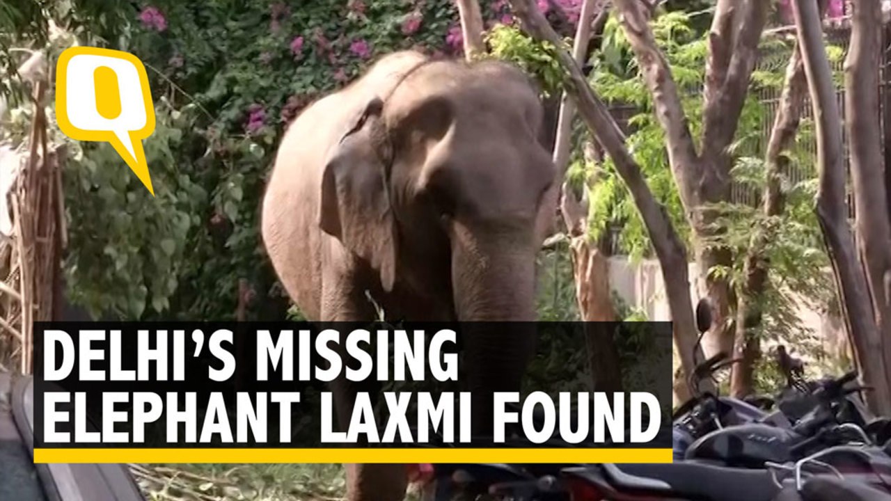 Delhi’s Missing Elephant Lakshmi Found After 2...