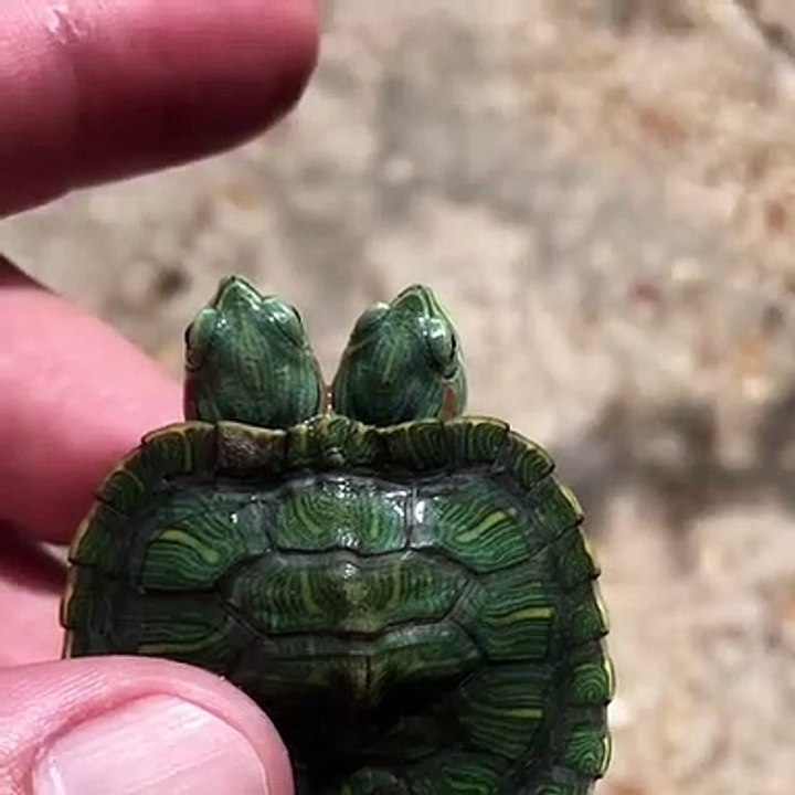 Rarissime: une tortue à deux têtes séduit tout internet