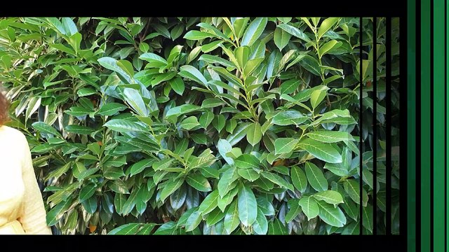 CAVL :: engagement lycéen