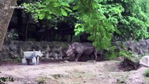 Huge rhino is terrified of a cardboard cutout of himself at Thai zoo