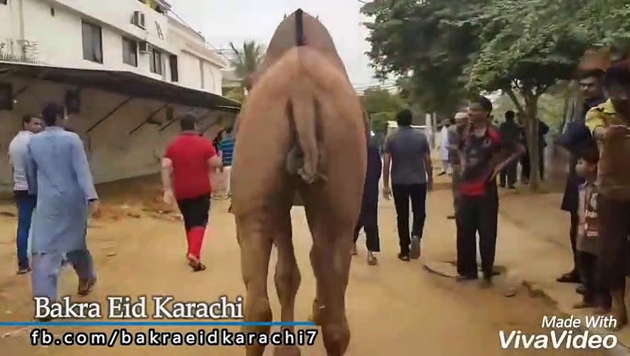 Qurbani Of Camel Part 1 | 2019 | Eid - e - Qurban
