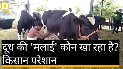 महाराष्ट्र: सरकार से दूध उत्पादक नाराज, बड़े आंदोलन की चेतावनी दी