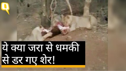 Gir के जंगल में शिकार का मजा लेते शेरों को इंसानों ने डरा दिया