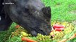 Rhinoceros enjoys cake made of fruit and vegetables on World Rhino Day in Thai zoo