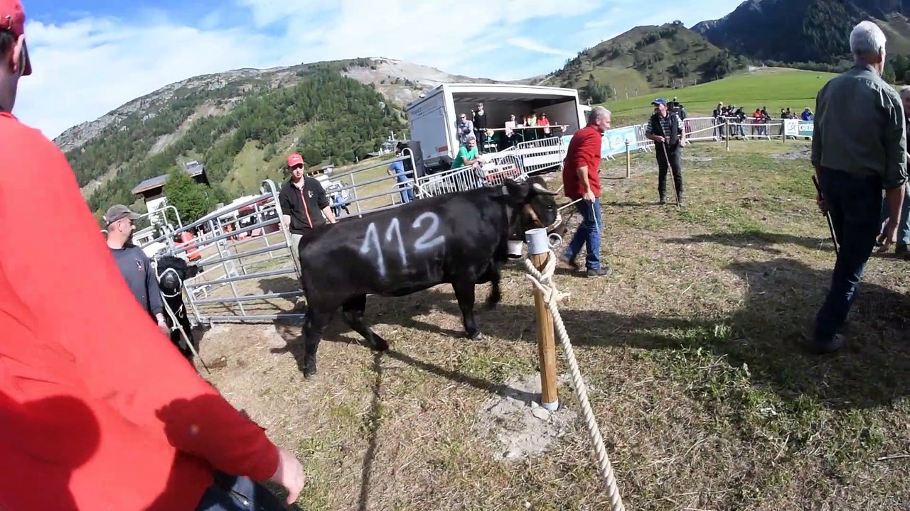 Revivez le combat des reines d'Hérens à Chamonix