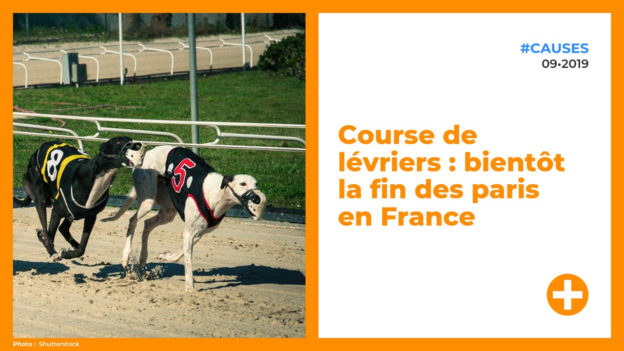 Course de lévriers : bientôt la fin des paris en France