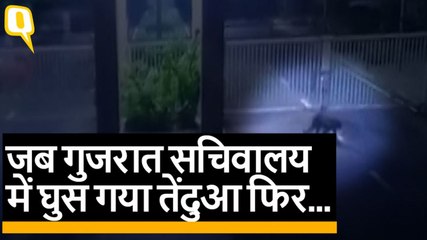 Gujarat सचिवालय में घुसे Leopard को भारी मशक्कत के बाद पकड़ा गया