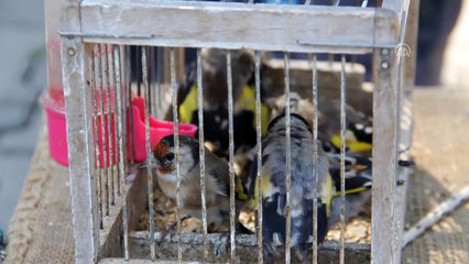 Saka kuşu yakalayanlara 9 bin 800 lira para cezası - HATAY