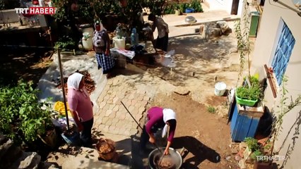 Muğla'da incirler asırlardır geleneksel yöntemlerle kurutuluyor