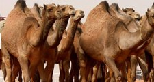 ABD'de talihsiz kadın, üzerine oturan deveden cinsel organını ısırarak kurtuldu