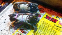 Indonesian roadside snacks - three ways to cook fresh mud crabs, chili crabs, black bean crabs, banana leaf crabs