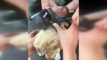 Demir korkuluklara sıkışan yavru köpek kurtarıldı